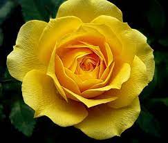 Yellow Roses Yellow Rose Flower Rose Seeds Flower Seeds