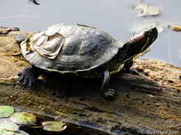The top shell of a turtle is called a carapace. Ohio S 12 Species Of Turtles At A Glance Trekohio