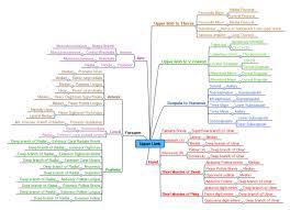 This list is arranged by location. List Of Skeletal Muscles Of The Human Body Wikipedia