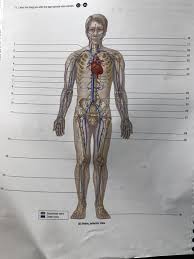Labeled diagram of the heart showing the aortic valve anatomically located between the left ventricle and aorta. 12 Label The Diagram With The Appropriate Artery Chegg Com