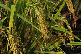 Image result for Oryza