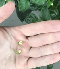 Maybe you would like to learn more about one of these? How To Cure Hydroponic Tomato And Pepper Blossom Drop Nosoilsolutions