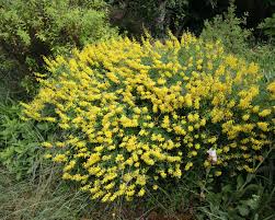 Image result for Thesium nigricans