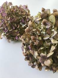 The dried hydrangea flowers can then be used in floral displays, wreaths or craft projects. How To Decorate With Hydrangeas Thistlewood Farm
