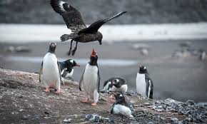 If you want to know how to say penguin in czech, you will find the translation here. What Animals Live In Antarctica Aurora Expeditions