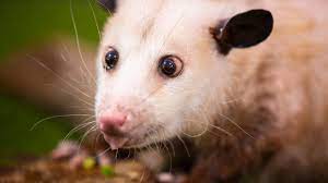 Possums Are Cuter Than You Think Possum Trash Panda Awesome Possum
