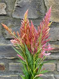 Image result for Suaeda plumosa