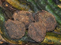 Image result for Panda oleosa