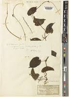 Image result for Dioscorea praehensilis