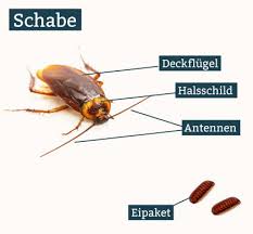 Was kann man gegen schaben in der wohnung tun? Hausschaben