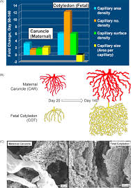 Your browser doesn't support html5 audio. Fetus Blood An Overview Sciencedirect Topics