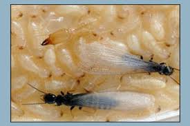 For an exhaustive list of all known sources for this item, see here (include rdt). St Petersburg Termite Family Owned Business For 68 Years