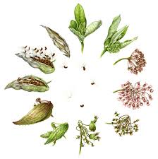 Common Milkweed Life Cycles Seed Botanical Illustration Botanical Art Science Illustration