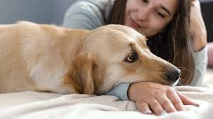 Check spelling or type a new query. Cara Menghilangkan Kutu Anjing Di Rumah Dijamin Ampuh Orami