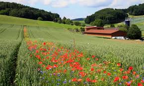 Fields, one of the sports fields inc. Stripes Of Wildflowers Across Farm Fields Could Cut Pesticide Spraying Pesticides The Guardian