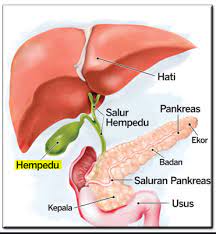 Empedu punya fungsi membantu penyerapan nutrisi tubuh. Topik Kanser Pundi Hempedu Klinik Onkologi Dr Hayani Facebook