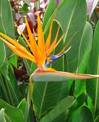 Propagation Bird Of Paradise Rhizome Pin On Outdoor Living