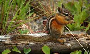 If not, you always could let the dog or cat take a nap next to the garden. 4 Ideas For Keeping Chipmunks Out Of Your Garden Smart Tips
