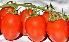 Listen to the audio pronunciation in the cambridge english dictionary. Pronunciation You Say Tomato Terry Odell