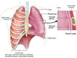 For other uses, see shoulder (disambiguation). Chest Wall Tumors The Patient Guide To Heart Lung And Esophageal Surgery