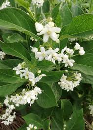 Image result for Cynanchum