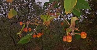 Image result for Grewia pachycalyx