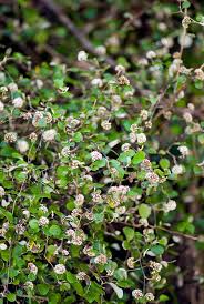 Image result for Helichrysum nitens