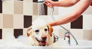 These companies provide plans that cover unexpected illnesses or injuries and prevent difficult financial decisions when your pet needs help. Dog Grooming Insurance Pet Business Insurance Online