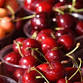National Cherry Festival 2025