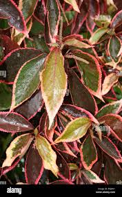 Image result for Acalypha volkensii