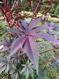 Image result for Ricinus communis