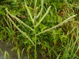 Image result for Paspalum scrobiculatum