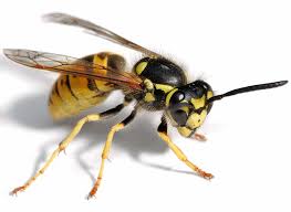 Japansk trädgårdsborre, amerikansk plommonvivel och äppelborrflugan är insekter som inte tidigare har hittats i sverige. Varldens 10 Farligaste Djur