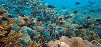 However, it is a charming little place in its own right and many people cancel their trip in order to spend more time in this lovely village. Schnorchel Tagesausflug Padang Bai Blue Season Bali