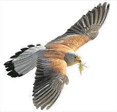 Especie de ave falconiforme de la familia falconidae que se extendía por casi la totalidad de la península ibérica. Caceres Paraiso Del Cernicalo Primilla Ultima Un Proyecto Turistico Con Garra Noticias Caceres El Periodico Extremadura