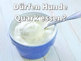 Durfen Hunde Quark Essen Dogco De Hunde Ernahrung Hunde Kekse Rezept Hundefutter Selber Kochen