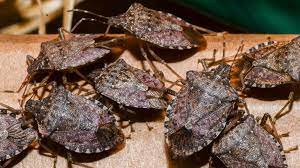 Deshalb wird er auch leiser mörder genannt. Die Stinkkafer Aus China Ziehts In Unsere Warmen Stuben Tageswoche