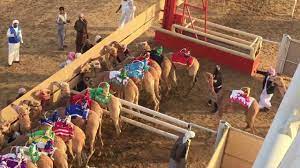 It's one of the best spectacular event in dubai. Al Marmoom Camel Race Track Youtube