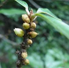 Image result for Englerophytum natalense