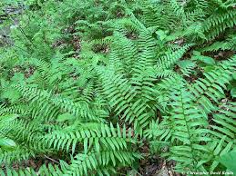 Image result for Diplazium nemorale