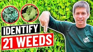 We did not find results for: Weed Identification Identify 21 Common Weeds In Lawn Youtube