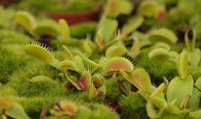 Die falle schnappt zu, die fliege ist ihr ausgeliefert und wird samt flügel verzehrt. Venusfliegenfalle Vermehren Samen Teilung Plantura