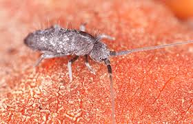 Sminthurus viridis, the lucerne flea, has been shown to cause severe damage to agricultural crops, and is considered as a pest in australia. Springtails