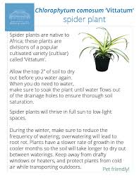 Image result for Chlorophytum perfoliatum