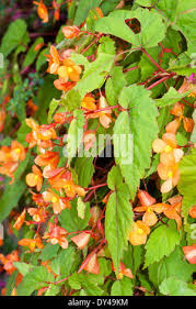Image result for Begonia sutherlandii