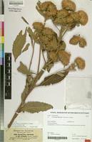 Image result for Vernonia adoensis