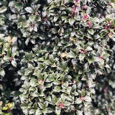 Castle Spire® Blue Holly - Ilex - 4