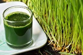 Just mix the powder in water, and apply it topically on the dry scalp. 35 Amazing Wheatgrass Benefits For Health Hair And Beauty Backed By Science Terramadre Organic Farm