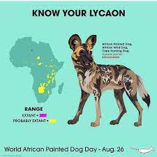 if there is ever a day to celebrate african wild dog is definitely one to lycaon pictus animali evoluzione