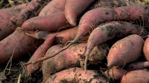 It was bred to be resistant to fusarium wilt, soil rot and rhizopus soft rot, but not resistant to nematodes. How To Harvest Sweet Potatoes P Allen Smith Cooking Classics Youtube